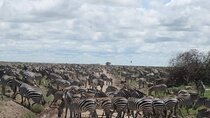 Private 5 Day Northern Tanzania Finest Safari