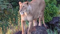 3 Day Tanzania Serengeti & Ngorongoro Crater Safari