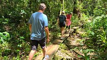 Oahu Volcanic Rainforest Hiking Adventure