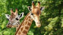 Pafos Zoo Visit & Blue Lagoon Cruise with Local Guide from Paphos