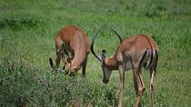 Wildlife Meets Culture: 8-Day Safari & Kilimanjaro Foothills Tour