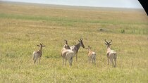 7 Days in the Wild - Serengeti’s Epic Wildebeest Migration Safari