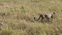 5-Days Witnessing the Nature's Greatest Migration in Serengeti