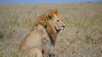 4-Day Great Migration Safari – Peak Season Adventure (June–Sept)