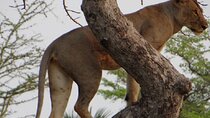 4 Day Bagamoyo and Saadani National Park Safari Tour