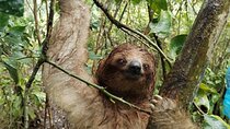 Sloth Bear Watching & Nature Tour in Llanos de Cortes 