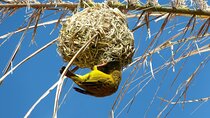 4 Day Private Garden Route Safari from Cape Town