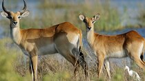 Half Day Safari Tala Game Reserve & Phezulu Safari from Durban
