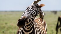 3-Day Safari in Mikumi, Udzungwa NP and Maasai Village Tour