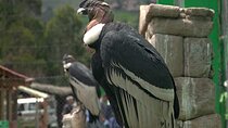 Cusco Full Day Cultural and Historical Tour to The Sacred Valley