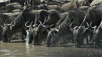 3 Days Boating Lake victoria,Saanane Island Hiking and Serengeti 