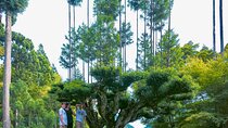 Kyoto Highlights & Hidden Gems in Nature (Private Van Eng-Guide)