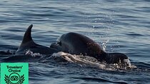 Dolphin & Sunset tour with Brijuni panorama