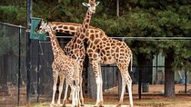Nairobi Museum, Kicc Tower, Kobe and Giraffe Center Day Tour 