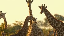 Nairobi Karen Blixen Beads Factory and Giraffe Center Day Tour