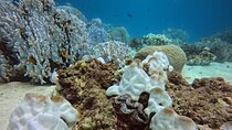 3 Days Phuket Open Water Diver Course & Scuba with License Guide
