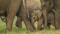  Minneriya Safari Tour from Sigiriya