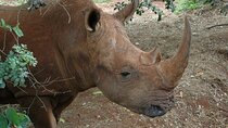 Nairobi National Park and Giraffe Center Half Day Guided Tour