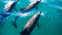 Key West: Dolphin Watching cruise & Snorkeling unlimited beer & soda 
