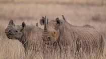 Nairobi National Park Private Tour (Morning/Afternoon Options)