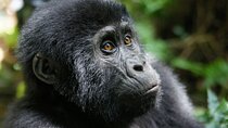 Bwindi Mountain Gorilla Trekking 