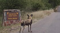 4 Day Golf and Safari Tour in the Kruger National Park