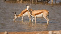 3 Day Etosha (Accommodated) Guided Tour 