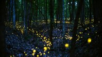 Fireflies & Silver Leaf monkey Tour With Free Batu Caves Temple 