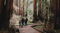 Private Tour of John Muir Redwoods and Sausalito
