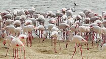 Al Wathba Wetland Reserve and Fossil Dune Experience Abu Dhabi