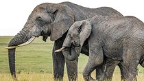 3 Days Unforgettable Masai Mara Safari Tour 