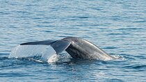 Great Whales Education Programe Dolphins and Whales are in SL