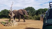 5 Days Chimpanzee Trekking and Big 5 Safari