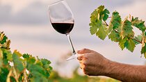 Maipu Tour 3 wineries with lunch + olive all inclusive!
