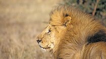 5 Hour Game Drive To Nairobi National by 4*4 Jeep
