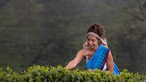 Tea Plucking and Tea Factory Visit from Kandy