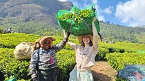 Private Hiking Tour from Cochin with Overnight Stay at Munnar