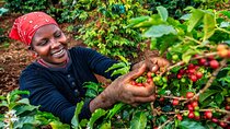 Private Tour to Karunguru Coffee Farm 