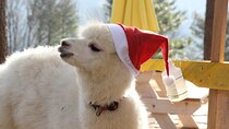 Eobi Ice Valley Nami Island and Alpaca World Tour from Seoul