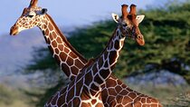 Safari to Tarangire National Park and Ngorongoro Crater