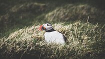 Private Volcanic Westman Islands Day Tour