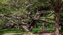 Day Tour to Nairobi Arboretum and Nairobi National Museum