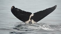 Private Tour 3 Hours of Whale Watching 