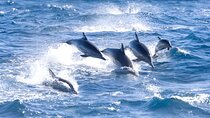 Dolphin House Boat Trip with Snorkeling & Lunch in Marsa Alam