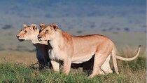 Ngorongoro Day Trip Joining group tour from Arusha