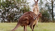 Wild Kangaroos, Blue Mountains and a Cruise