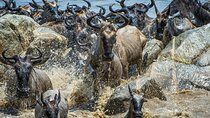 Maasai Mara Wildebeest Migration Lodge Safari 4 Days