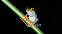 Rain Forest Night Walk and Costa Rican Snack