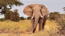 2 Days at Amboseli National park