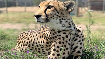 Small Group Cheetah Outreach and Award Winning Winelands Tour
